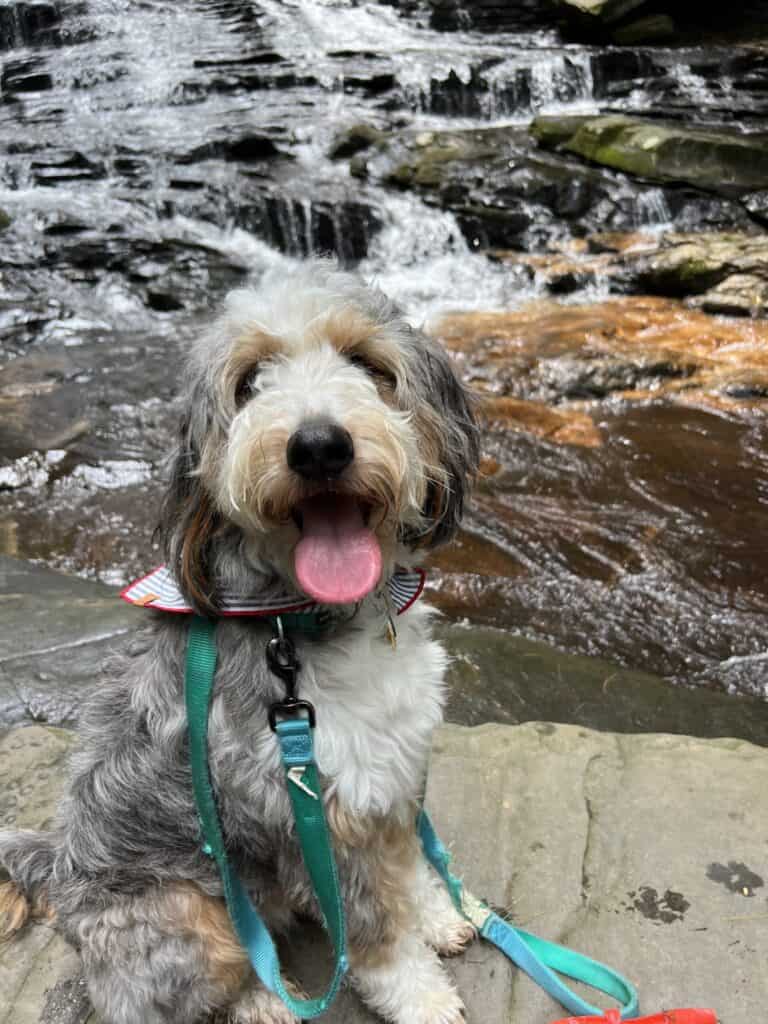 The Best 11 Pet-Friendly Hotels in Bar Harbor, Maine, UPDATED