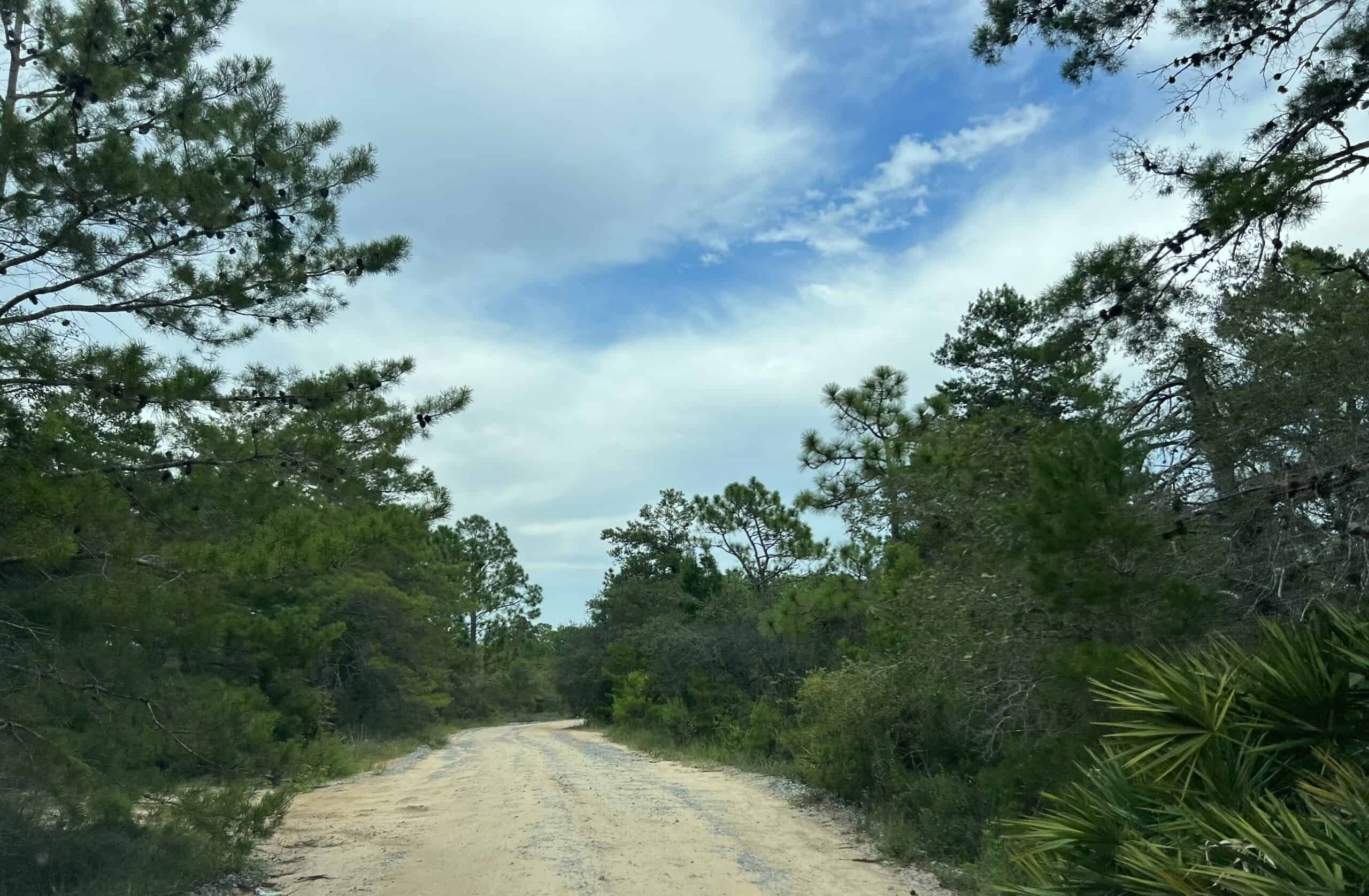 Point Washington State Forest