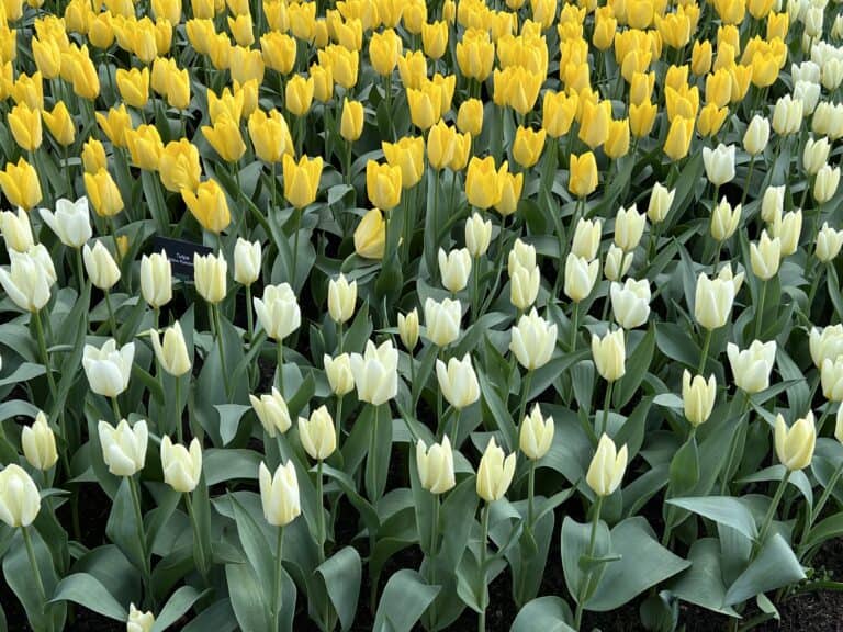 What’s the Best time to see Tulips in Amsterdam