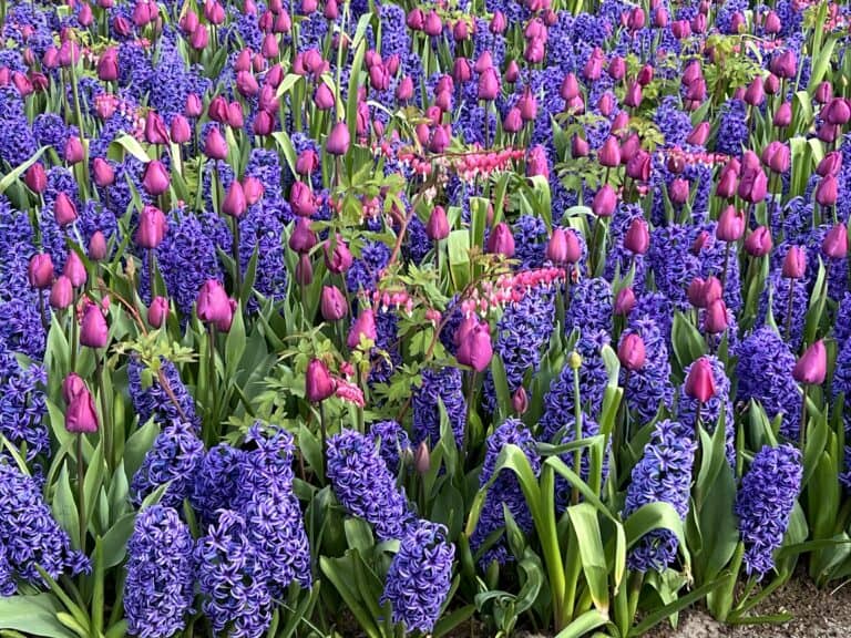 Keukenhof Gardens
