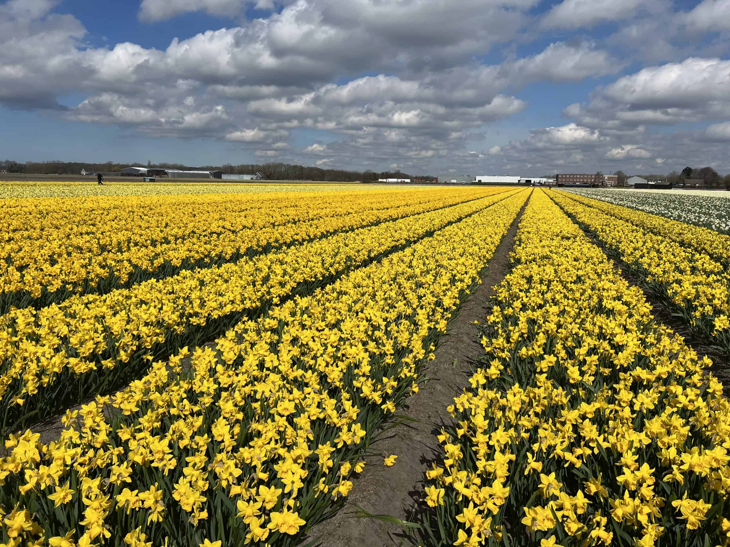 The Ultimate Guide to Bike Rentals at Keukenhof Gardens