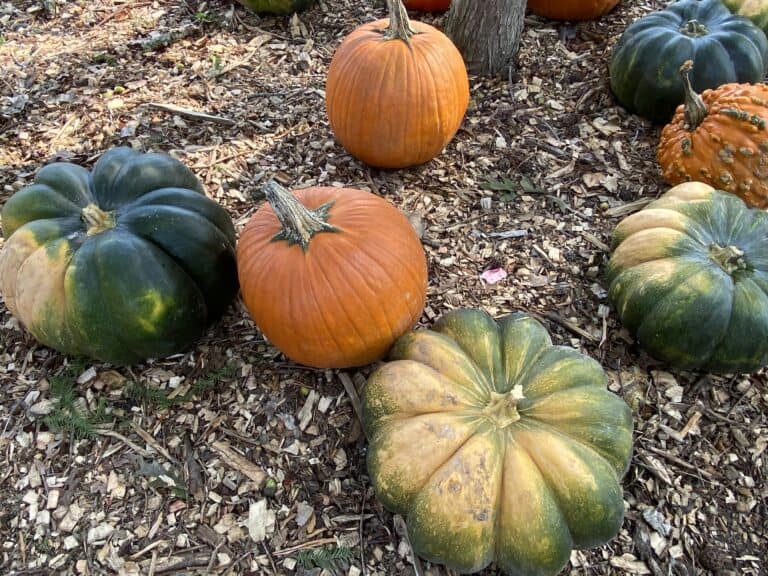 The Ultimate Guide to the Best Things to Do in Atlanta in the Fall in 2025